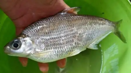农村小哥野河钓鱼,运气不错,首次钓获大眼华鳊