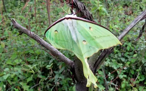 【原创】长尾水青蛾