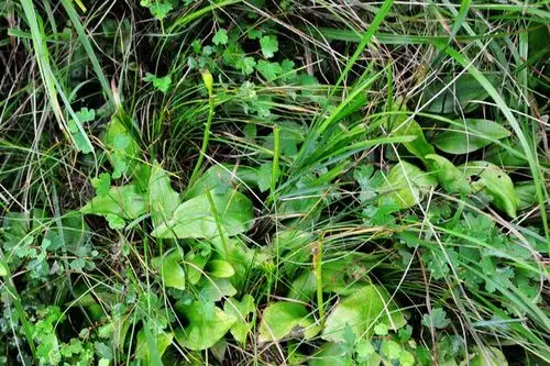 唇形科香茶菜属 内折香茶菜