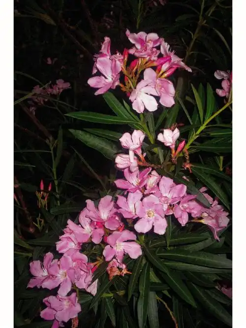 oomg这花居然是有毒的