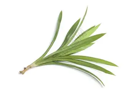 熊猫收回新鲜的板兰叶背景