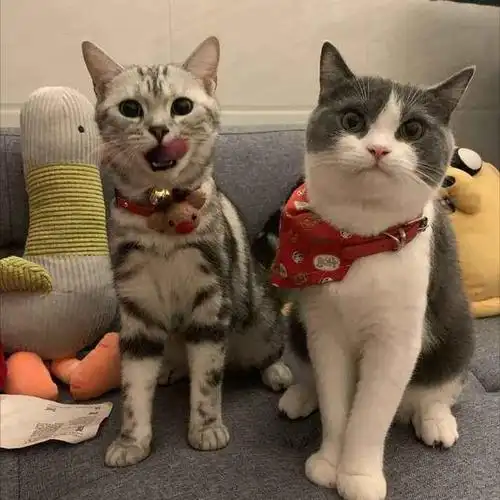 "英短猫"和"美短猫"选哪个好?过来人告诉你,差别很大