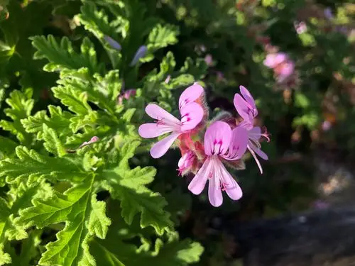 彩虹之国--动物,花卉篇