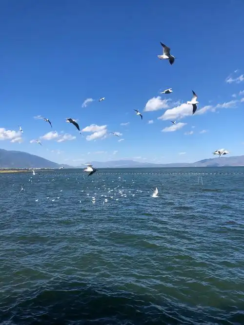 心情不好的时候去看看自由的海鸥与大海