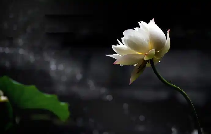 (转载)极乐世界莲花池…【极品美图】