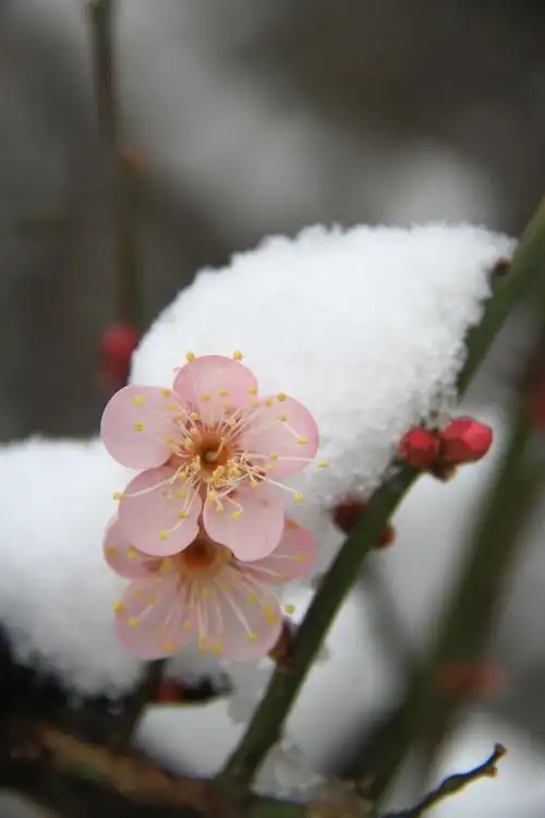 傲雪寒梅独自开