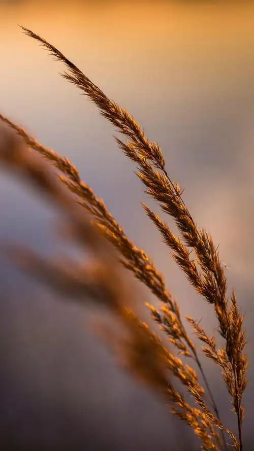 秋色唯美意境高清苹果手机壁纸