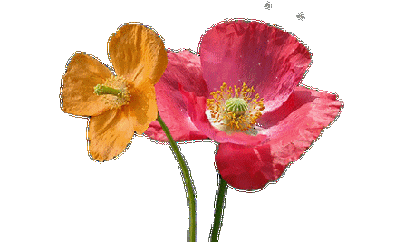 【原创素材】透明gif格式鸟类素材制作