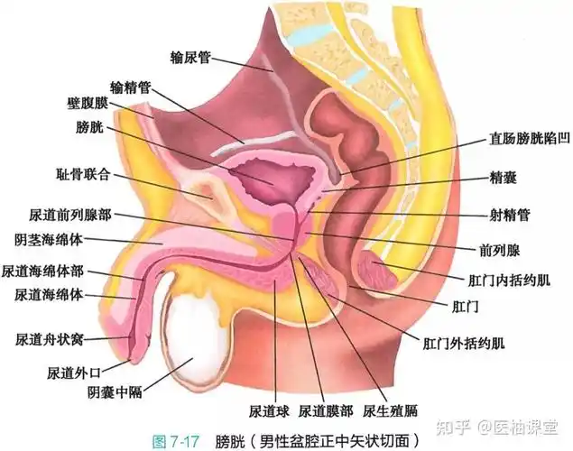 高清解剖泌尿系统图谱,收藏