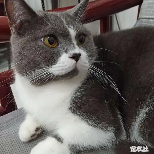 猫咪叫布丁,是英短蓝白小公猫,5月28号晚上十点半左.