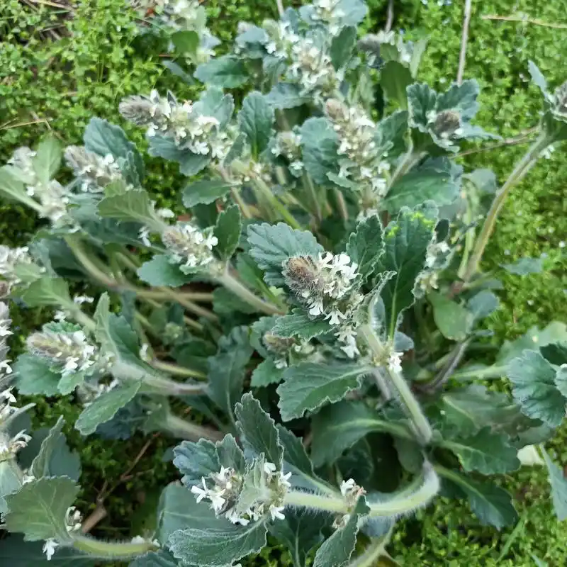 纯天然野生白毛夏枯草筋骨草白头翁