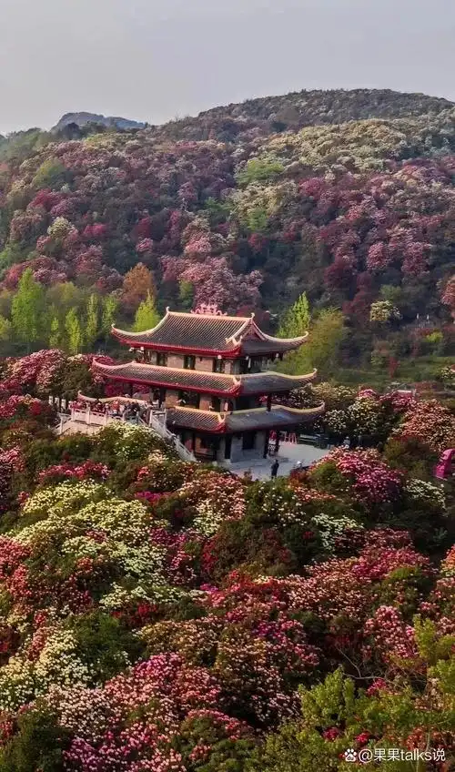 百里杜鹃贵州春季赏杜鹃花 🔥梵净山遇上百里杜鹃 ❣️杜鹃花