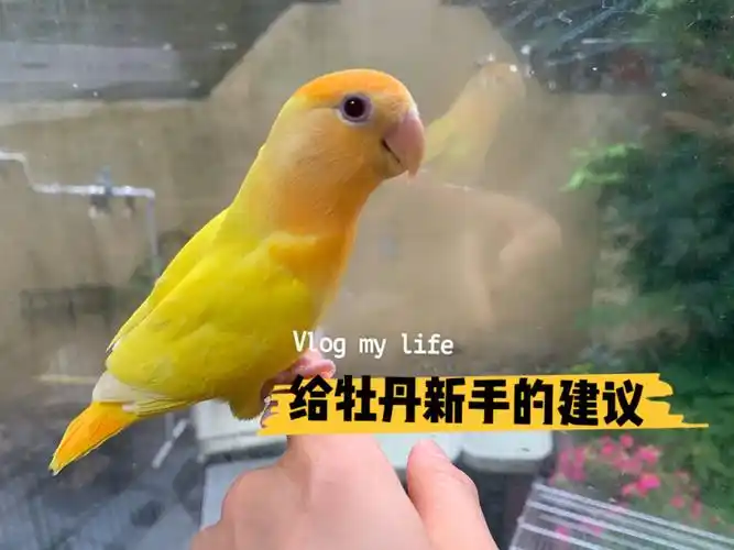 给牡丹鹦鹉新手的建议1