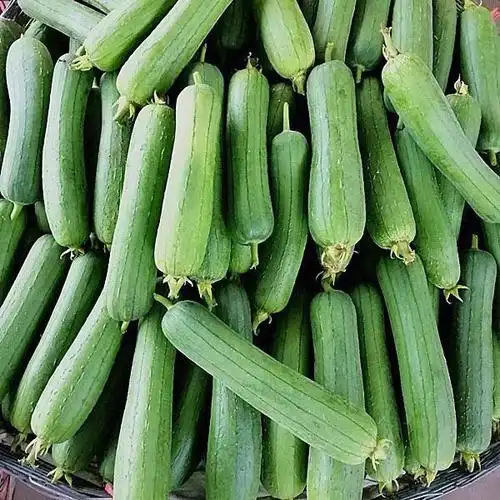 肉丝瓜新鲜蔬菜农家水瓜香丝瓜短棒 500g【图片 价格