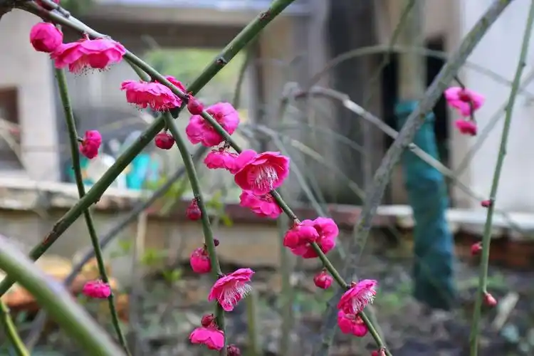 江西梅花 骨里垂枝梅花 红须朱砂梅 朱砂梅 抚州南城基地实拍 开花