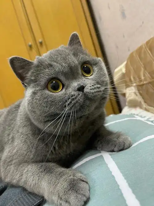 英国短毛猫蓝猫