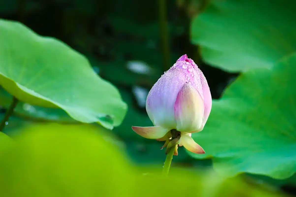 创作灵感#荷花 #我用摄影看世界  #唯美意境 #荷塘美景 - 抖音