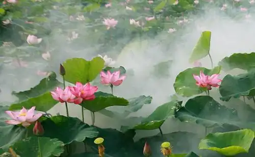 净空法师:一般人往生到极乐世界是凡圣同居土