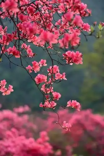 五一桐柏游:山水赏花游乐美食,世外桃源嗨起来