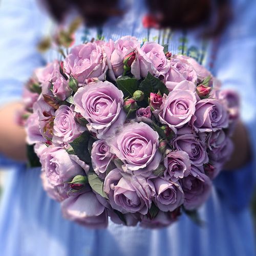 蓝色易养活特大花卉养活绿植风暴不断开花四季时令草本花卉