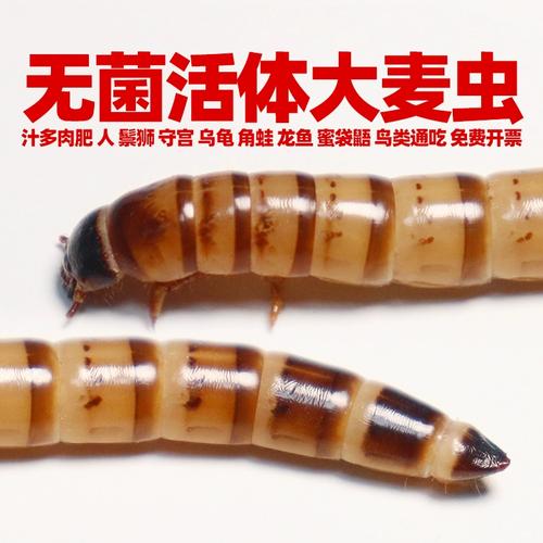 食用大麦虫活虫特大号包邮批发鬃狮角蛙龟鸟龙鱼粮钓鱼一斤苗幼虫