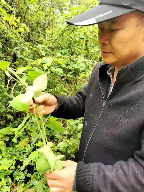 白毛藤伟博南岭山区新鲜现采食用天然野白英白毛藤排风草白草白幕干货