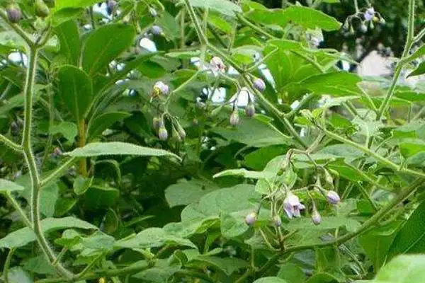 白毛藤的功效与作用是什么?