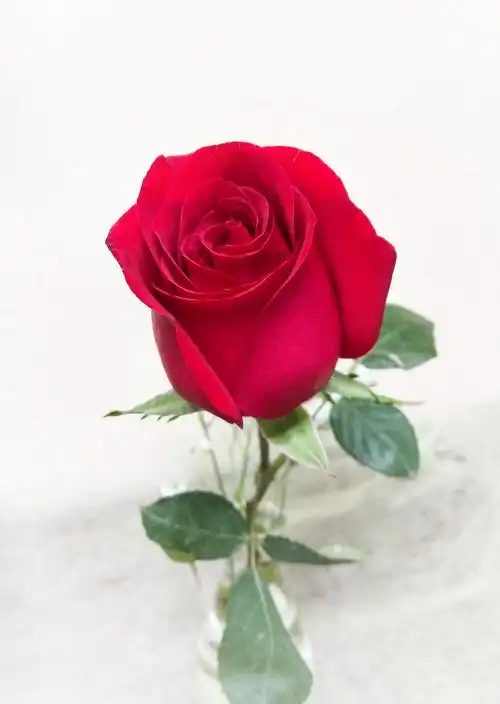 含苞待放的红玫瑰