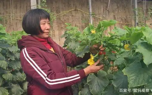 周口扶沟:一亩二分地的小康奇迹