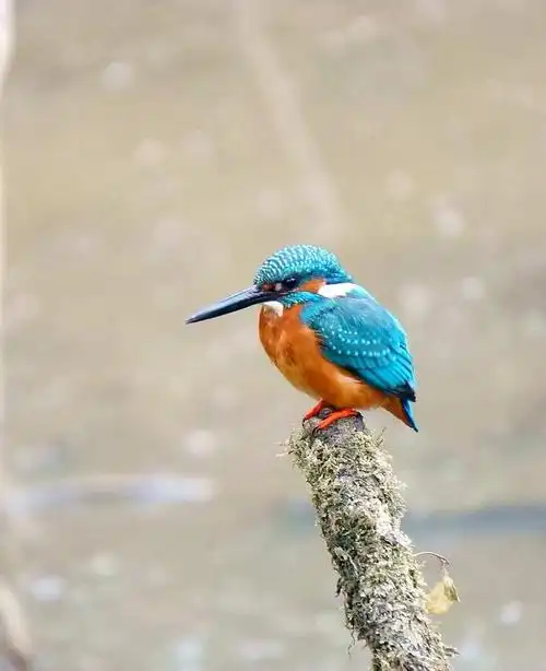 【一组翠鸟图摄影图片】生态摄影_太平洋电脑网摄影部落