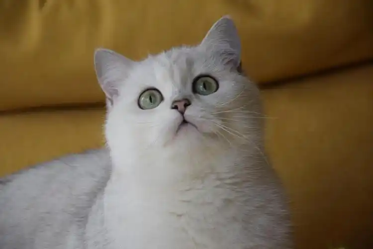 双血统银渐层妹妹