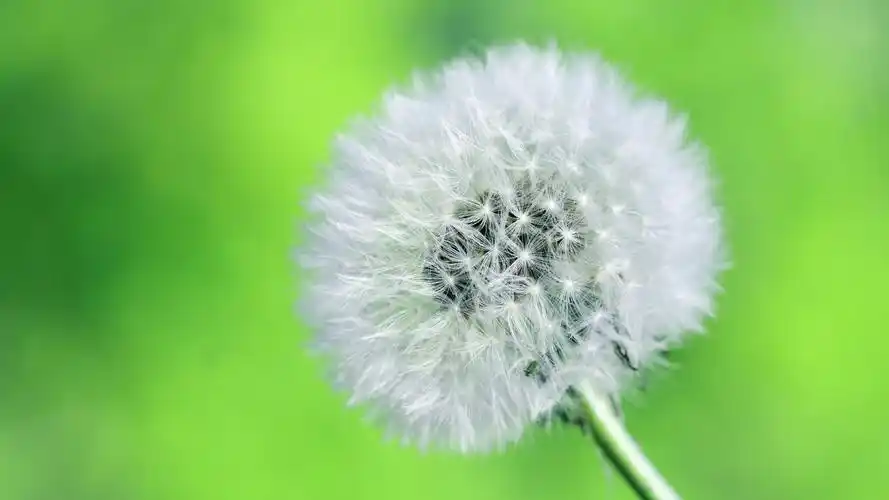 护眼壁纸【62】护眼壁纸图片_桌面壁纸图片_壁纸下载-元气壁纸