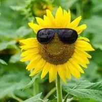 以上是关于向日葵花 金灿灿的向日葵花朵头像的高清图片,微信花草植物