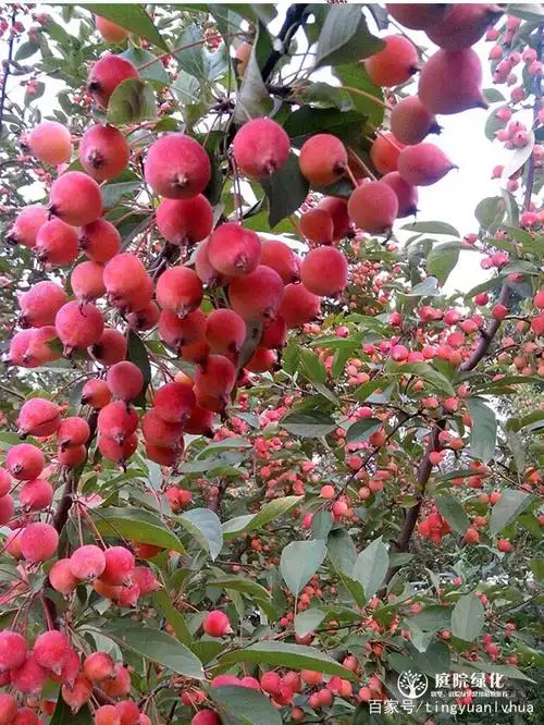 家里庭院内种植海棠树好吗——北京庭院绿化