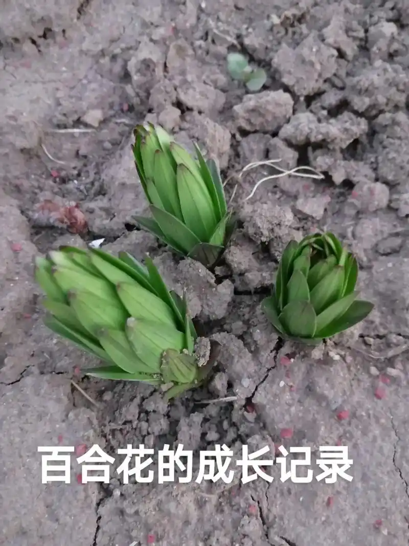 百合花 记录成长过程#生命的力量 - 抖音