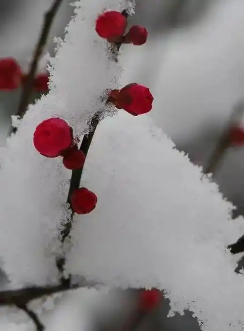 雪中梅花