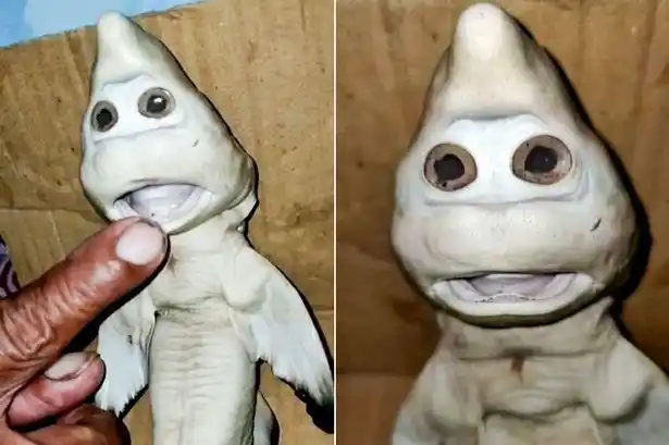 印尼惊现变异小鲨鱼长着一张人脸