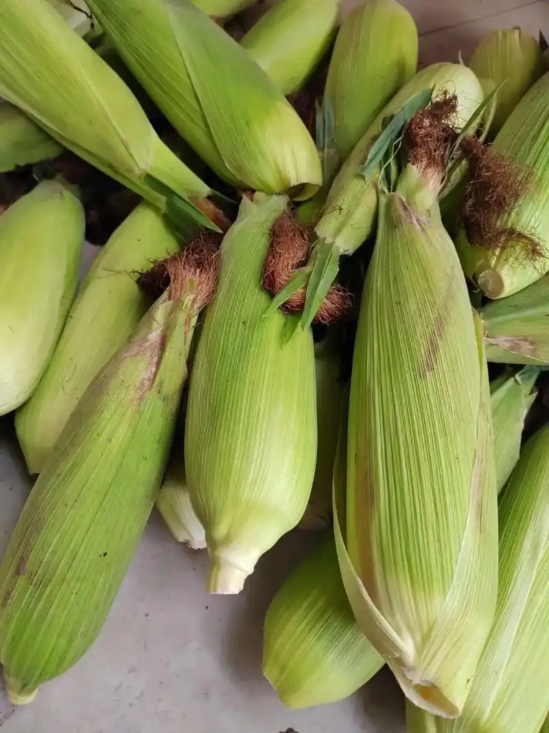 紫皮甜糯玉米开卖了