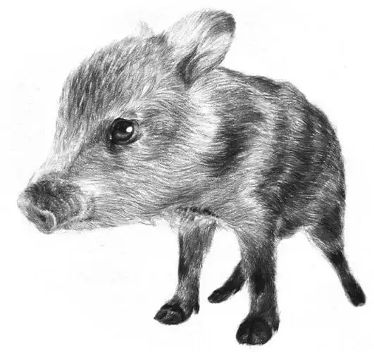 插画/漫画 素描动物