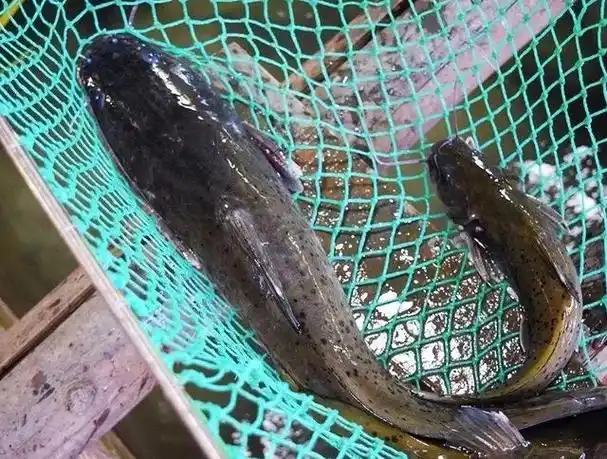 钳鱼的营养价值及功效