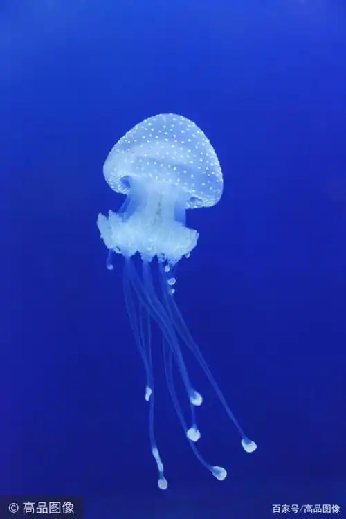 入目即蓝 带来片刻夏日清爽,分享一组蓝色系壁纸.图片来源:高品图像