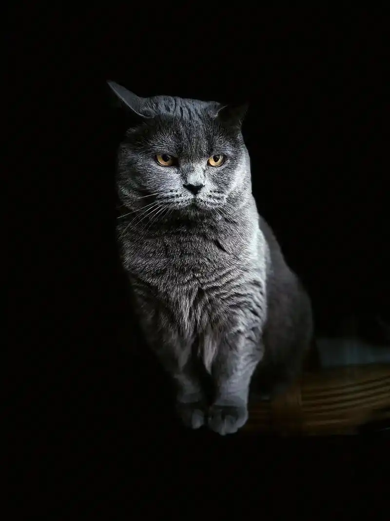 谢谢喵主子赏脸07.#高冷猫 #蓝猫图库 - 抖音