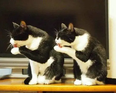 双胞胎喵星人卖萌动作神同步