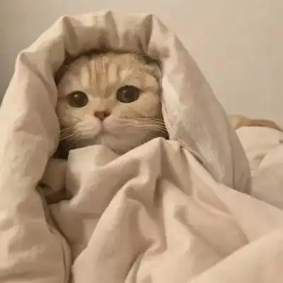 优雅可爱的呆萌小猫头像精致