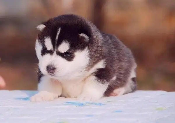 优良血统 纯种哈士奇犬 健康 活泼 已疫苗驱虫