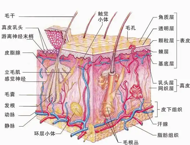 这个原理也很简单,皮肤是分为表皮,真皮以及皮下组织,表皮又分为角质