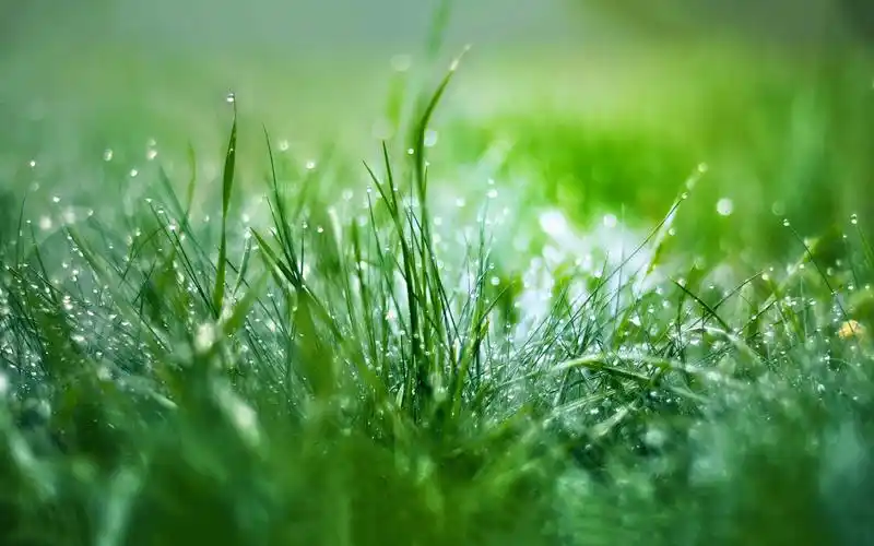 清新雨后草地绿色护眼露珠桌面壁纸下载3