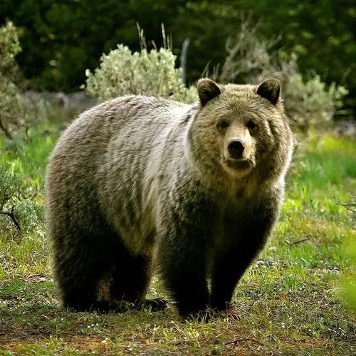 狗熊摄影壁纸 第一辑