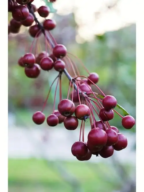 诱人的海棠果,看得垂涎欲滴……#植物  #海棠  #海棠果  #秋天的果实