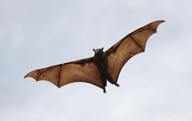 原创山林大火导致60万只巨型蝙蝠涌进澳大利亚城市吓坏当地居民